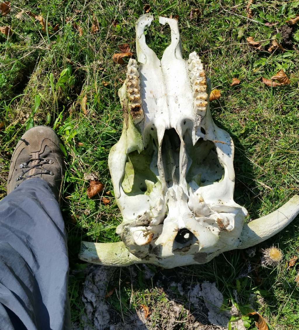 Cranio di bovino?